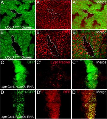 The Ubiquitin Conjugating Enzyme UbcD1 is Required for Notch Signaling Activation During Drosophila Wing Development